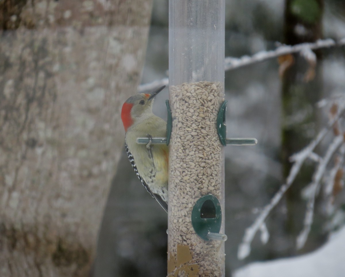 Red-bellied Woodpecker - Marilyn Westphal