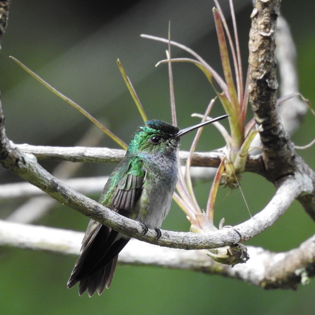 Charming Hummingbird - ML127892661
