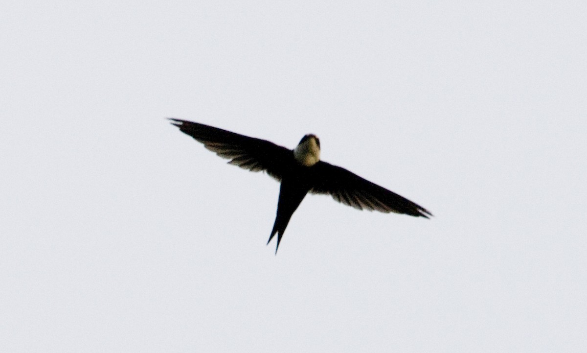 Lesser Swallow-tailed Swift - ML127892721