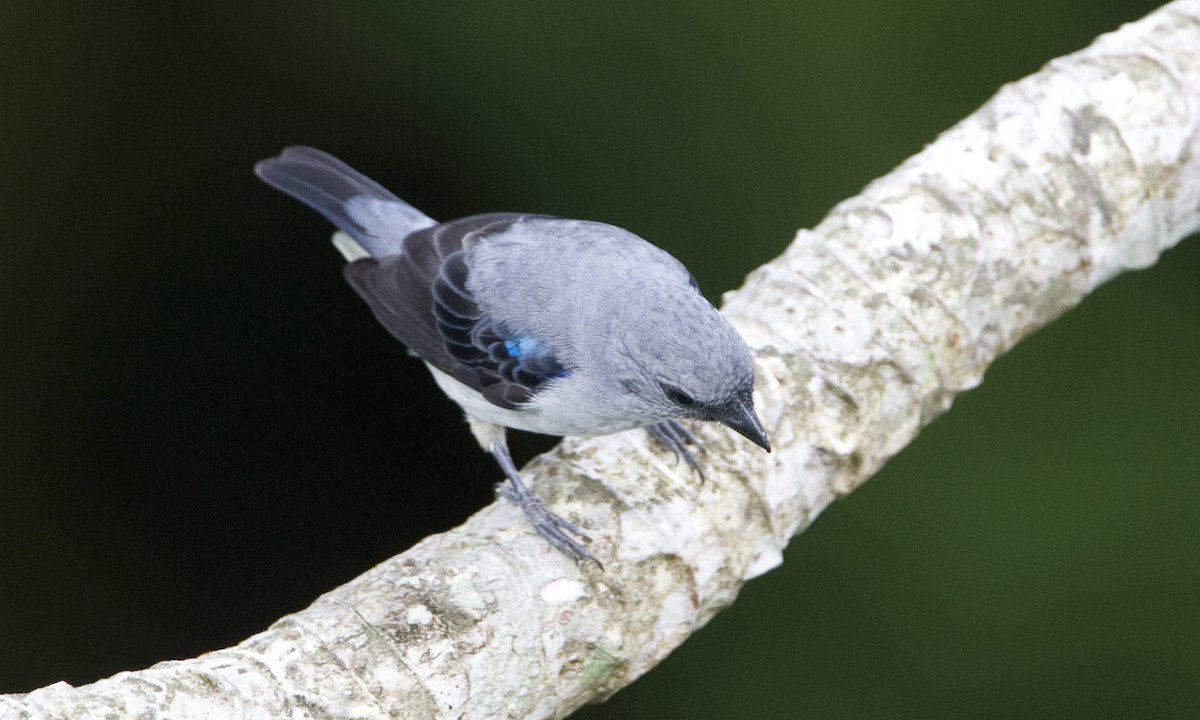 Plain-colored Tanager - ML127892801