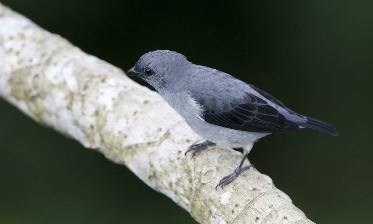 Plain-colored Tanager - ML127892811