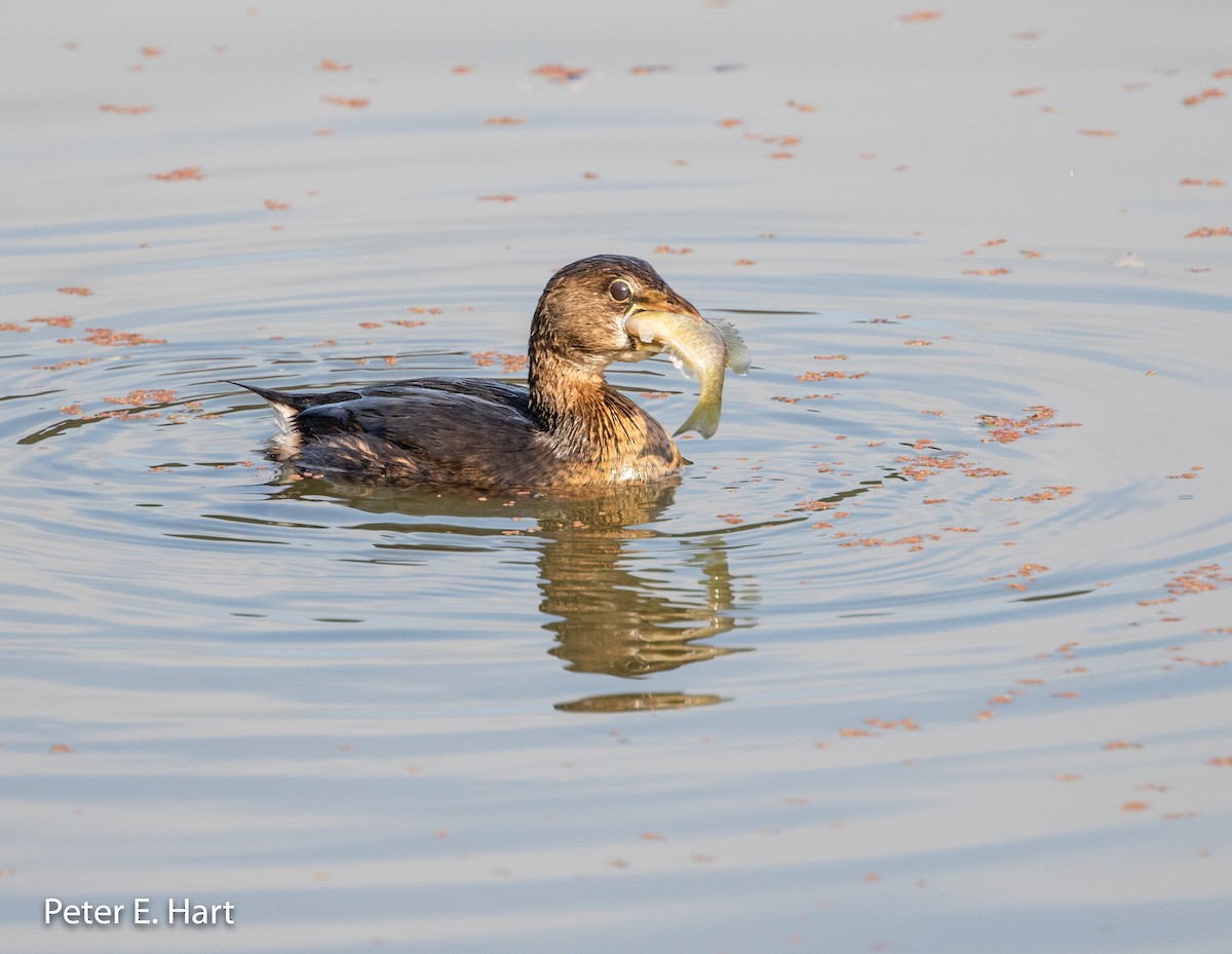 Pied-billed Grebe - Peter Hart