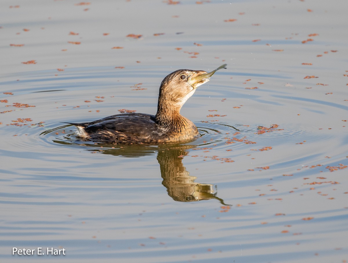 Pied-billed Grebe - Peter Hart