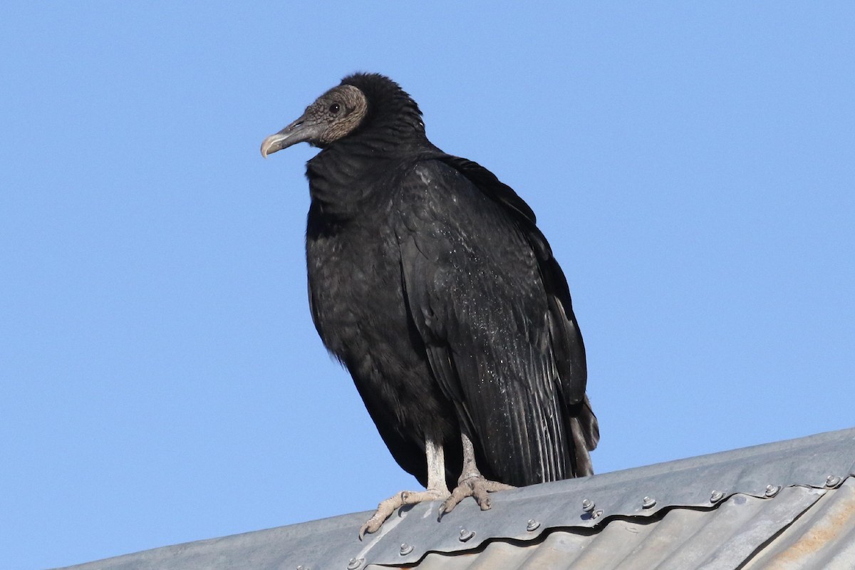 Black Vulture - Galen  Stewart