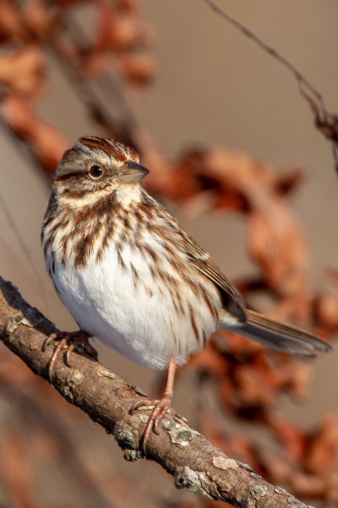 Song Sparrow - Bill Wood