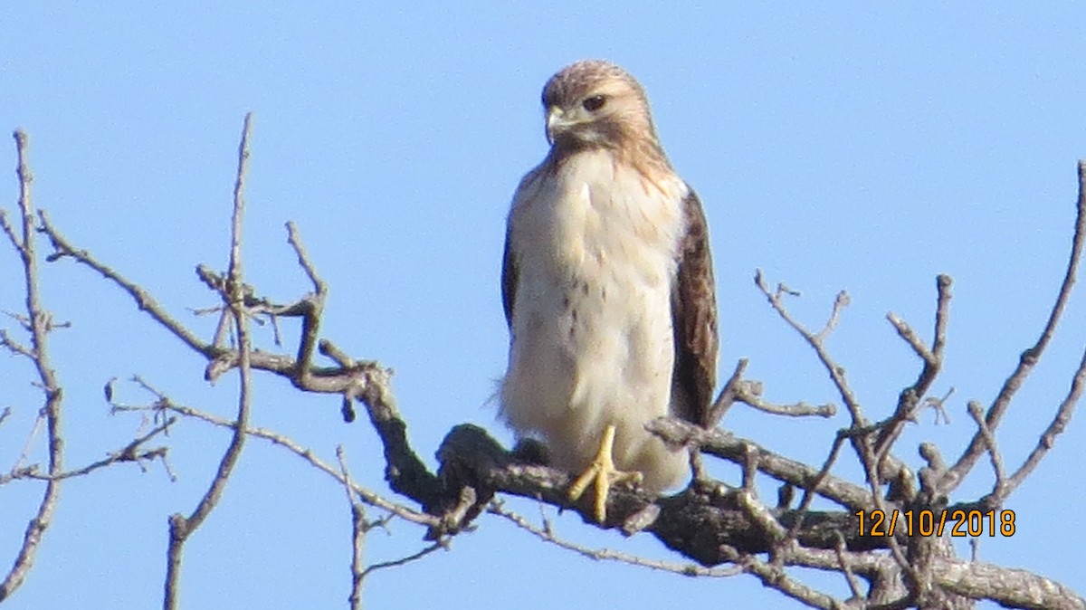 Red-tailed Hawk - ML127896241