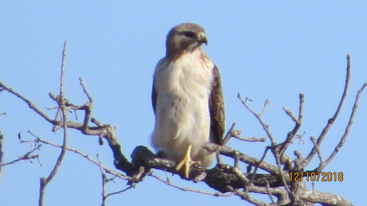 Red-tailed Hawk - ML127896261
