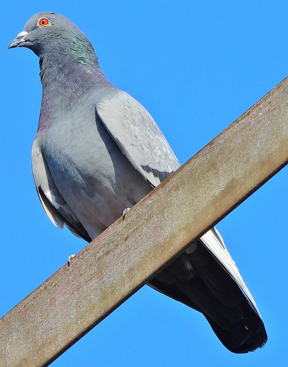 Rock Pigeon (Feral Pigeon) - Joe Minor