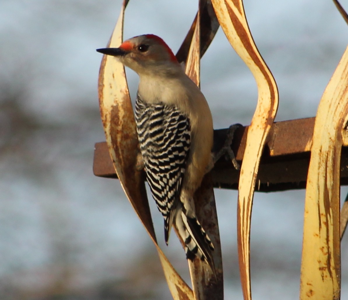 Red-bellied Woodpecker - Eric B