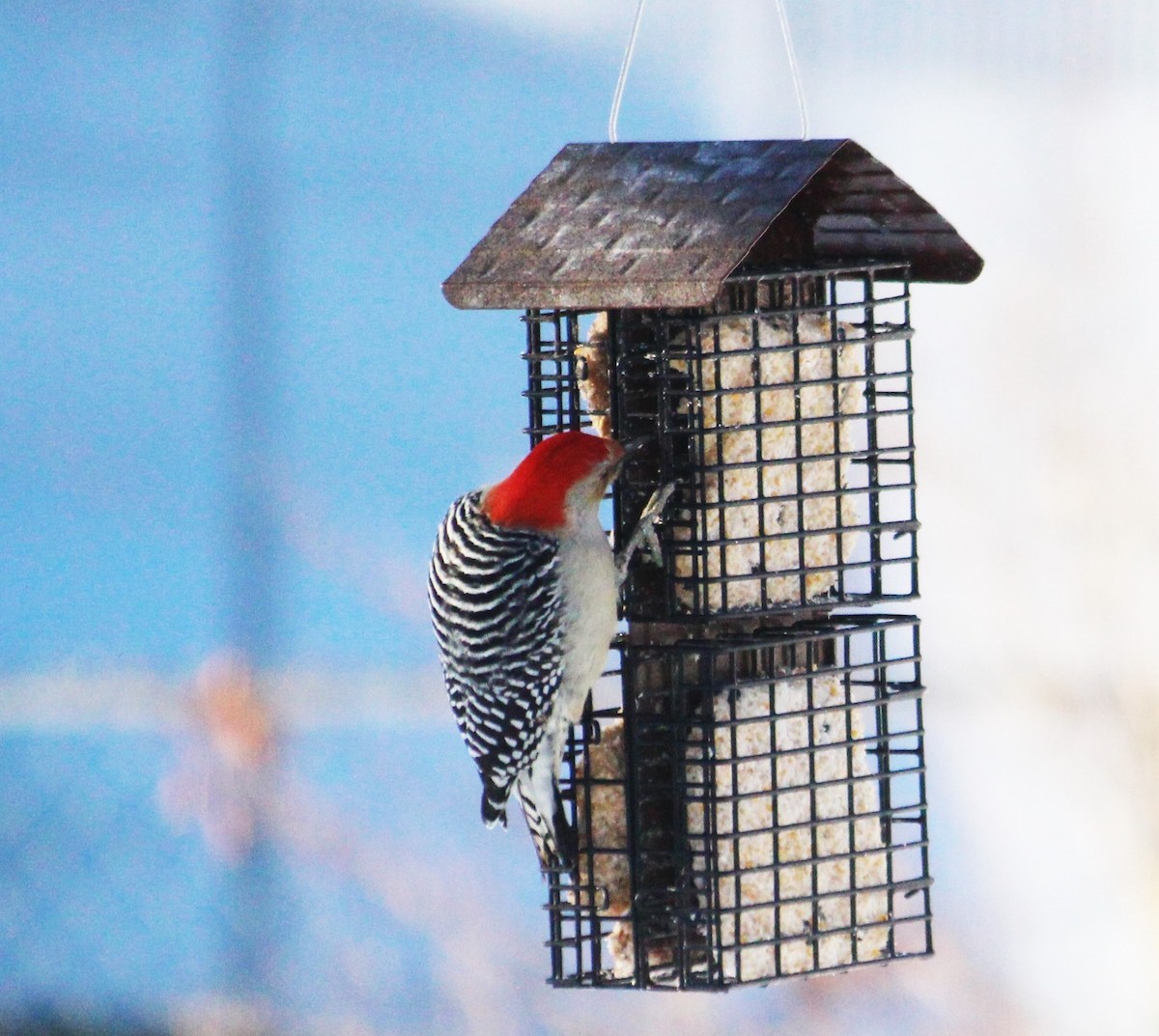 Red-bellied Woodpecker - Charlotte Croshaw