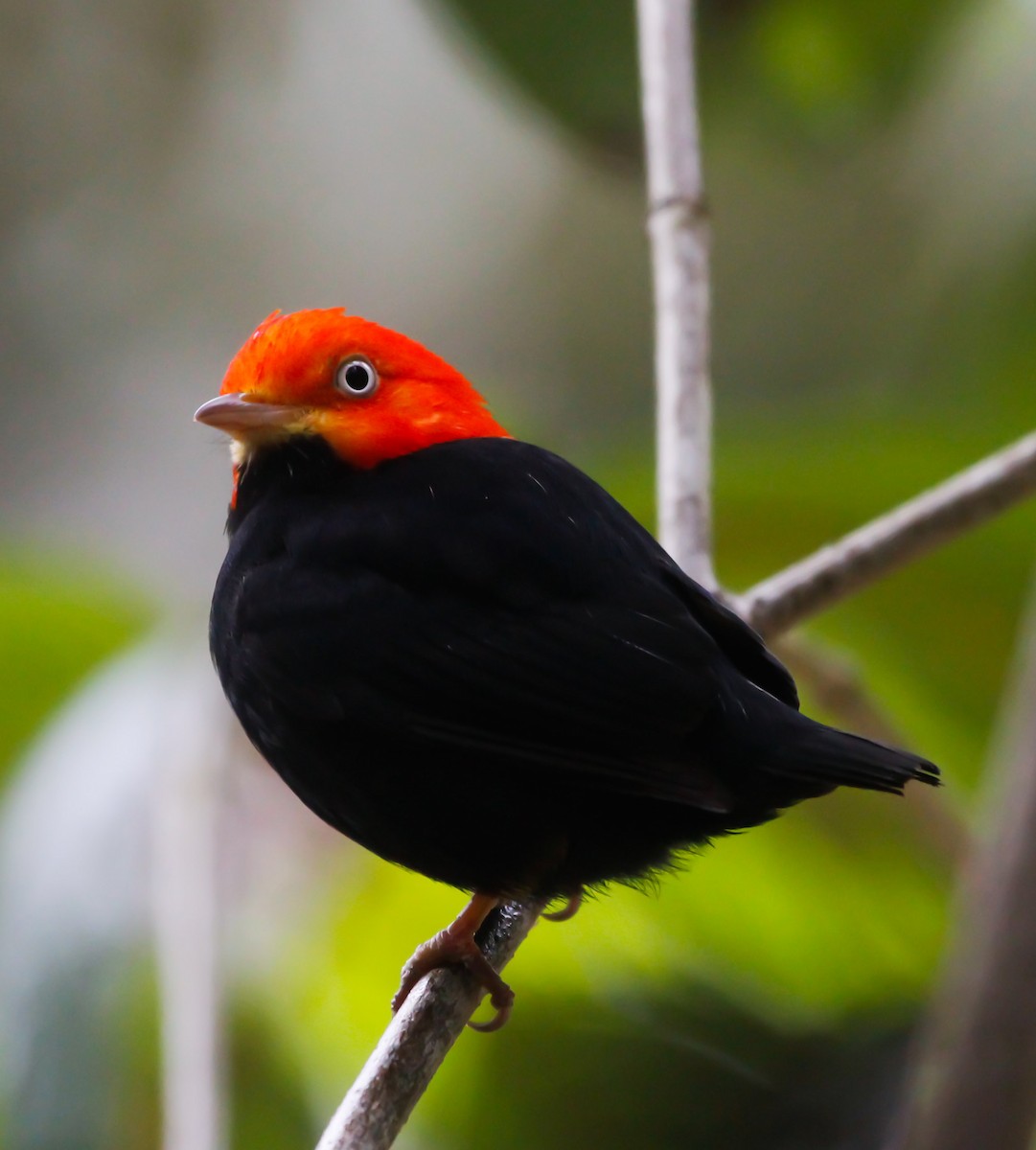 Red-capped Manakin - ML127900251