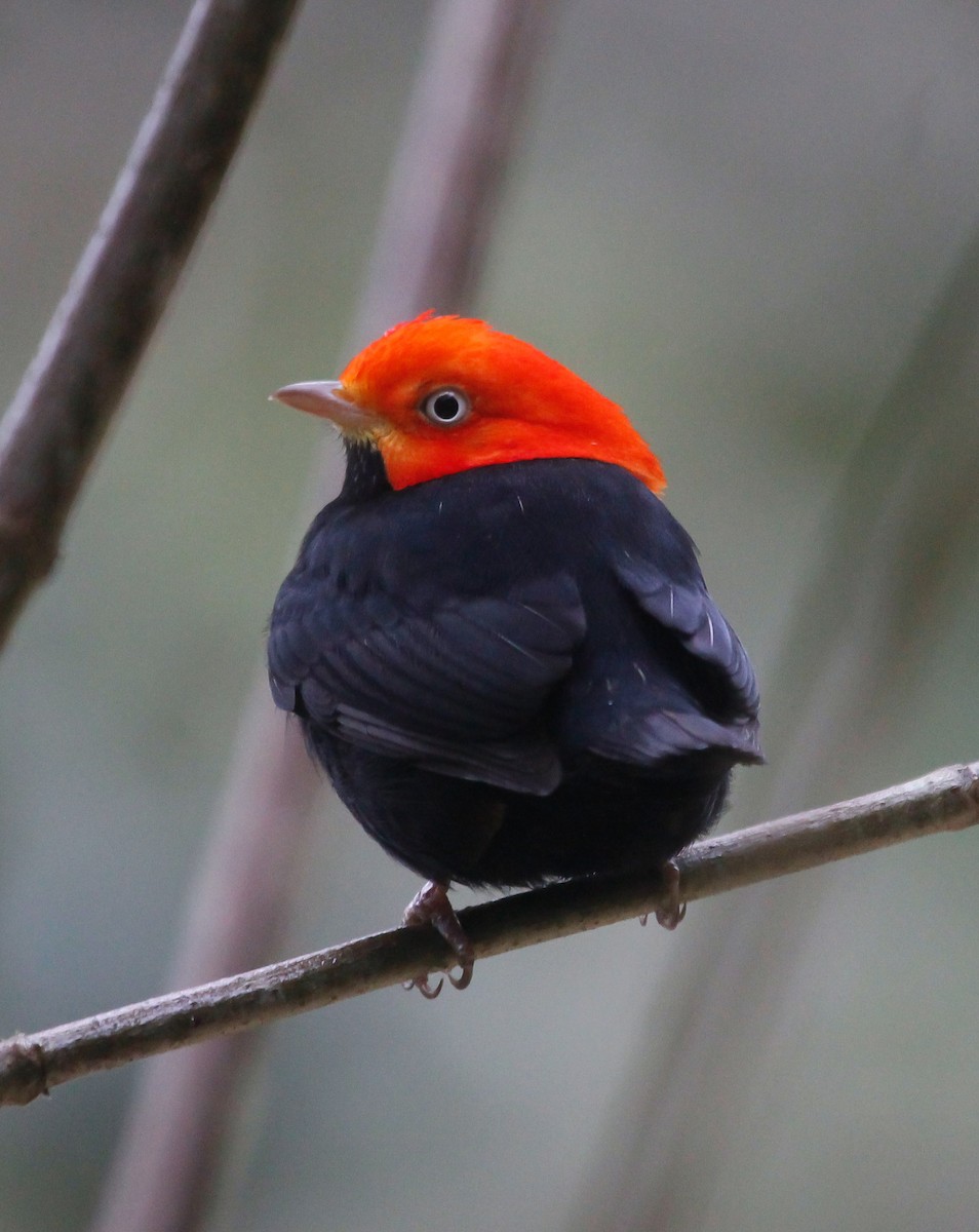 Red-capped Manakin - ML127900341