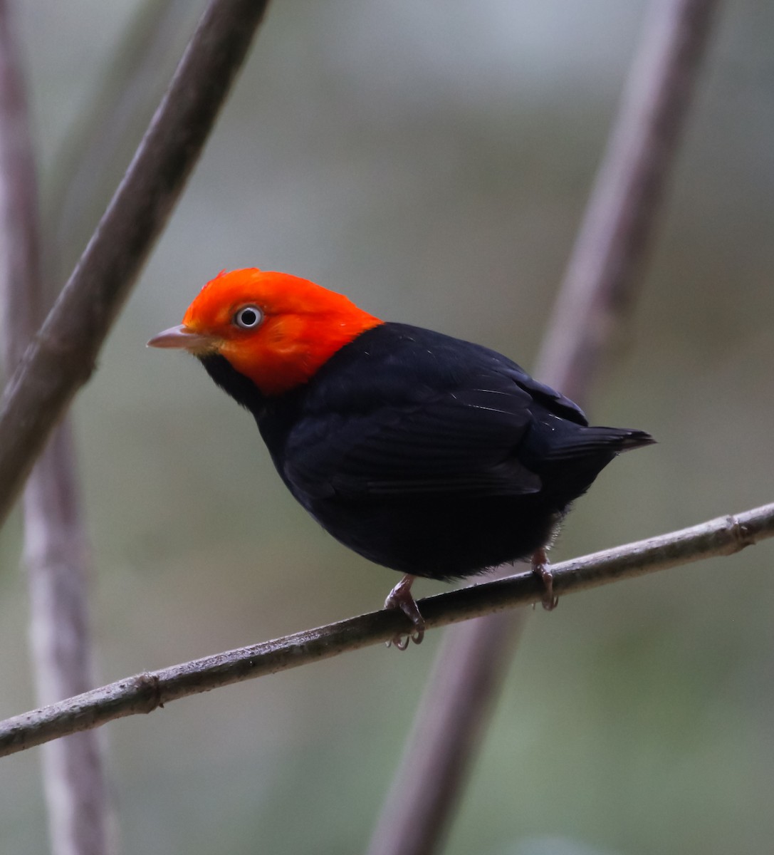 Red-capped Manakin - ML127900371