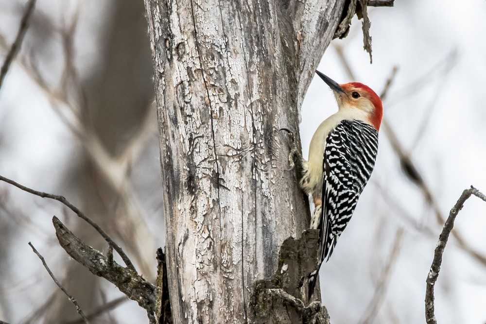 Red-bellied Woodpecker - Jean-Guy Papineau