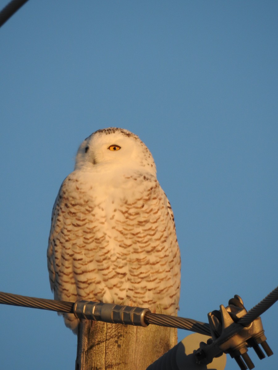 Snowy Owl - Jean W. Côté