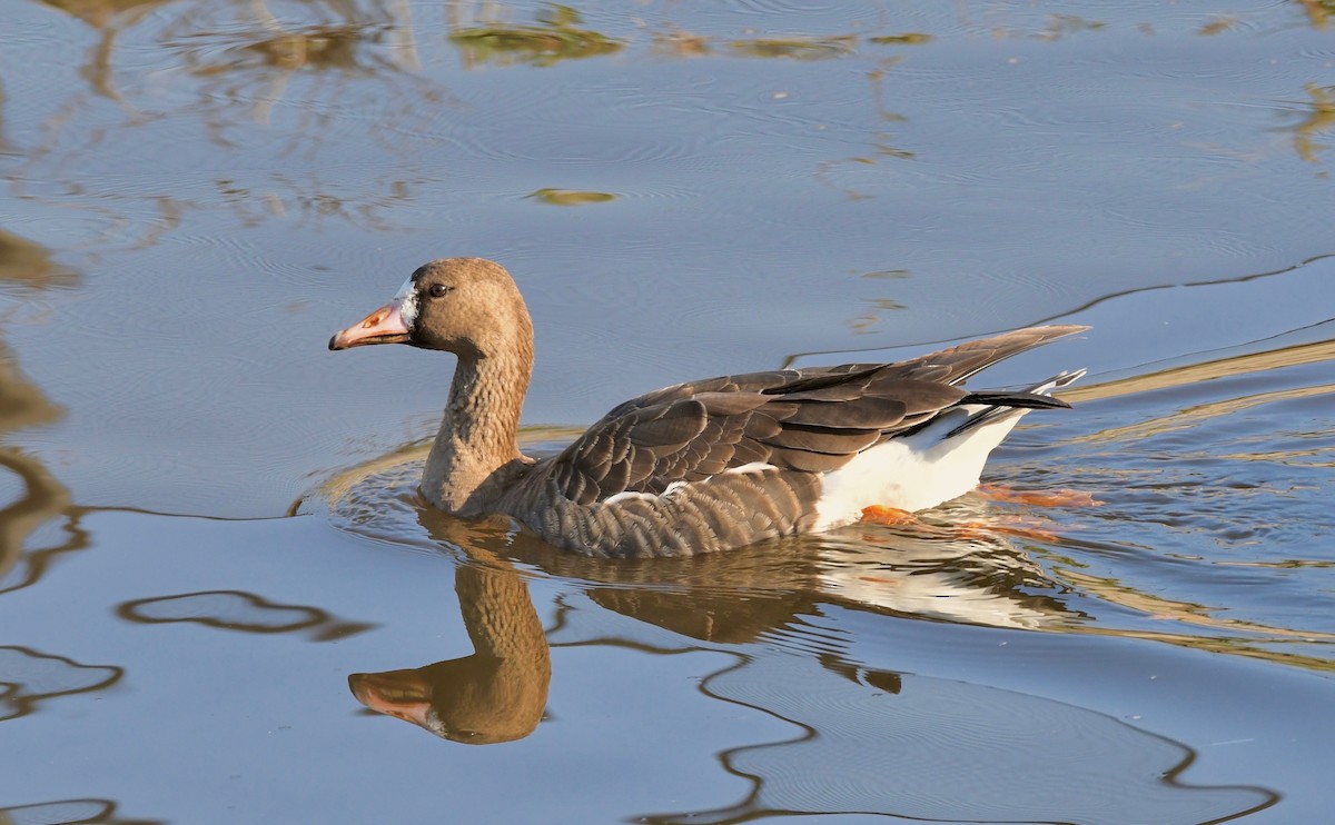 Greater White-fronted Goose - Adam Dudley