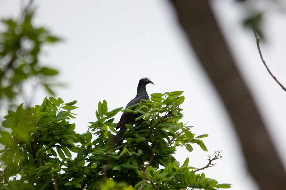 White-crowned Pigeon - Anonymous