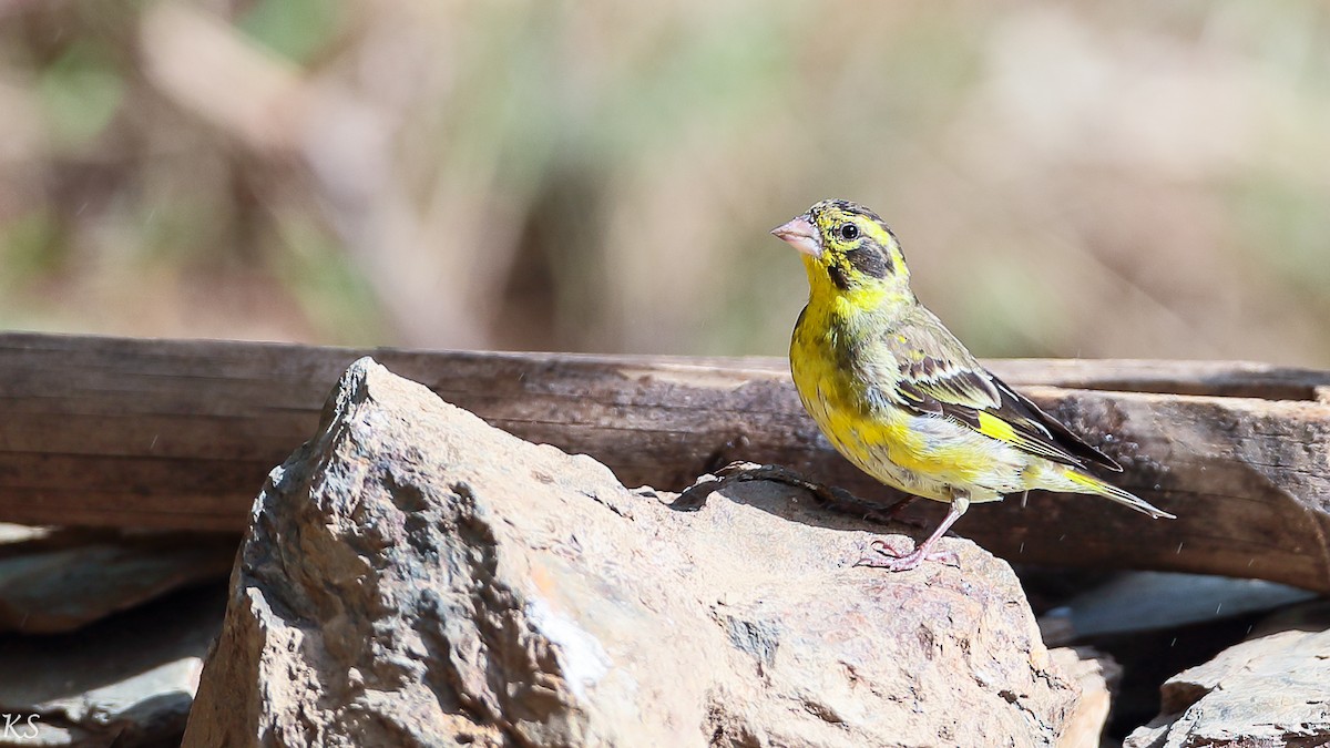 Yellow-breasted Greenfinch - Kehar Singh