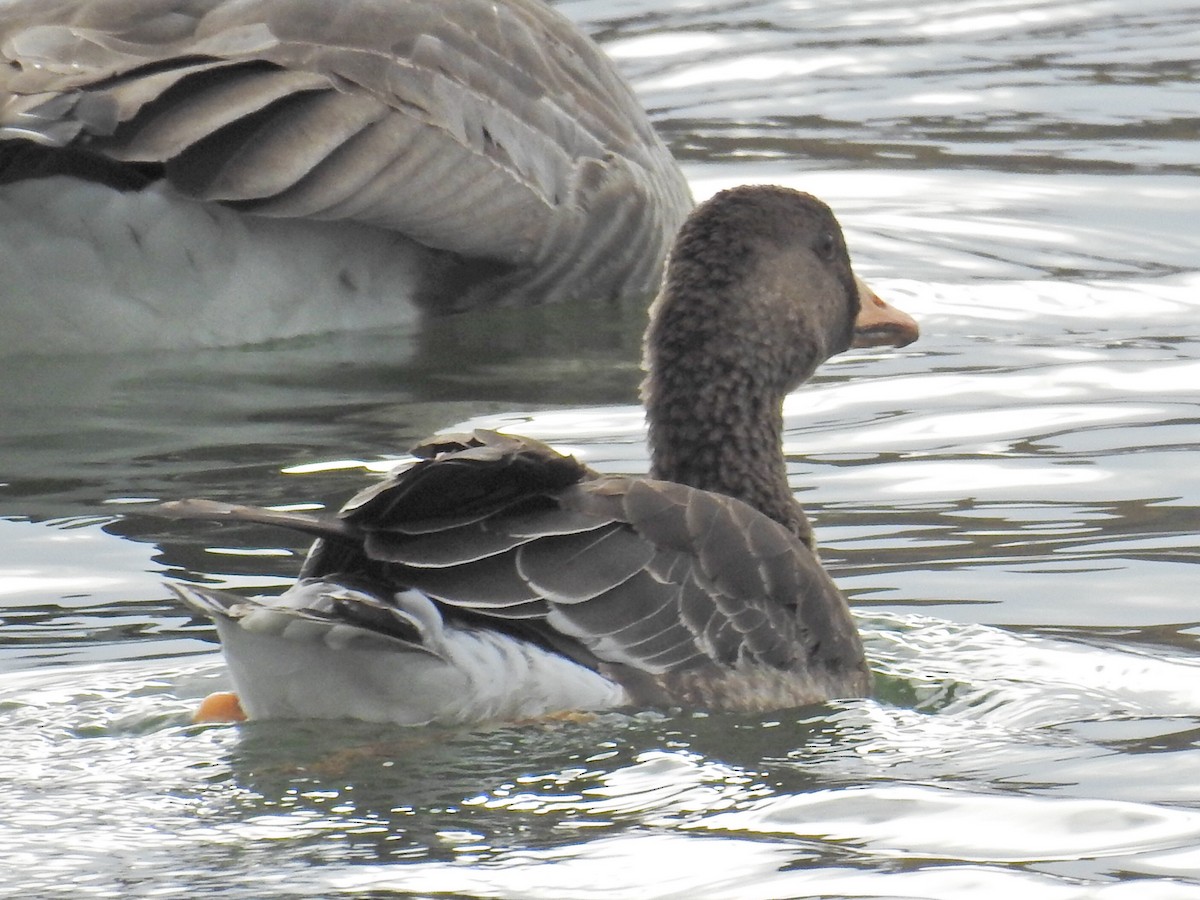 Greater White-fronted Goose - Tina Toth
