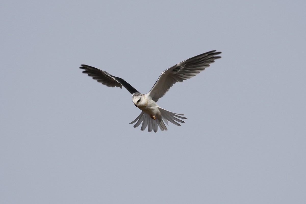 White-tailed Kite - ML127906971