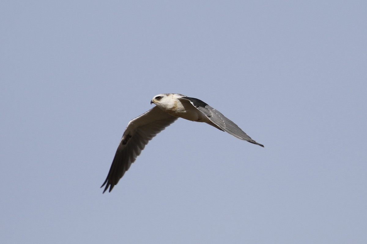 White-tailed Kite - ML127906981