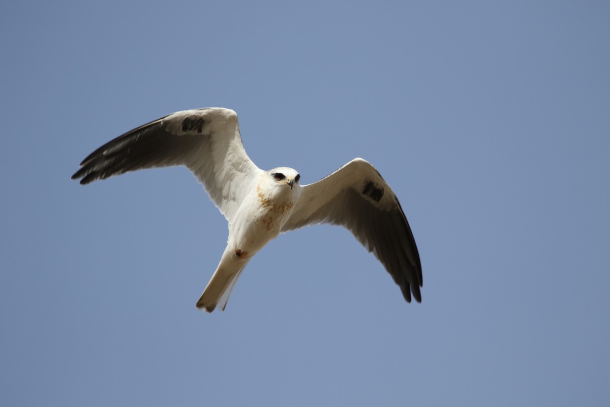 White-tailed Kite - ML127907071