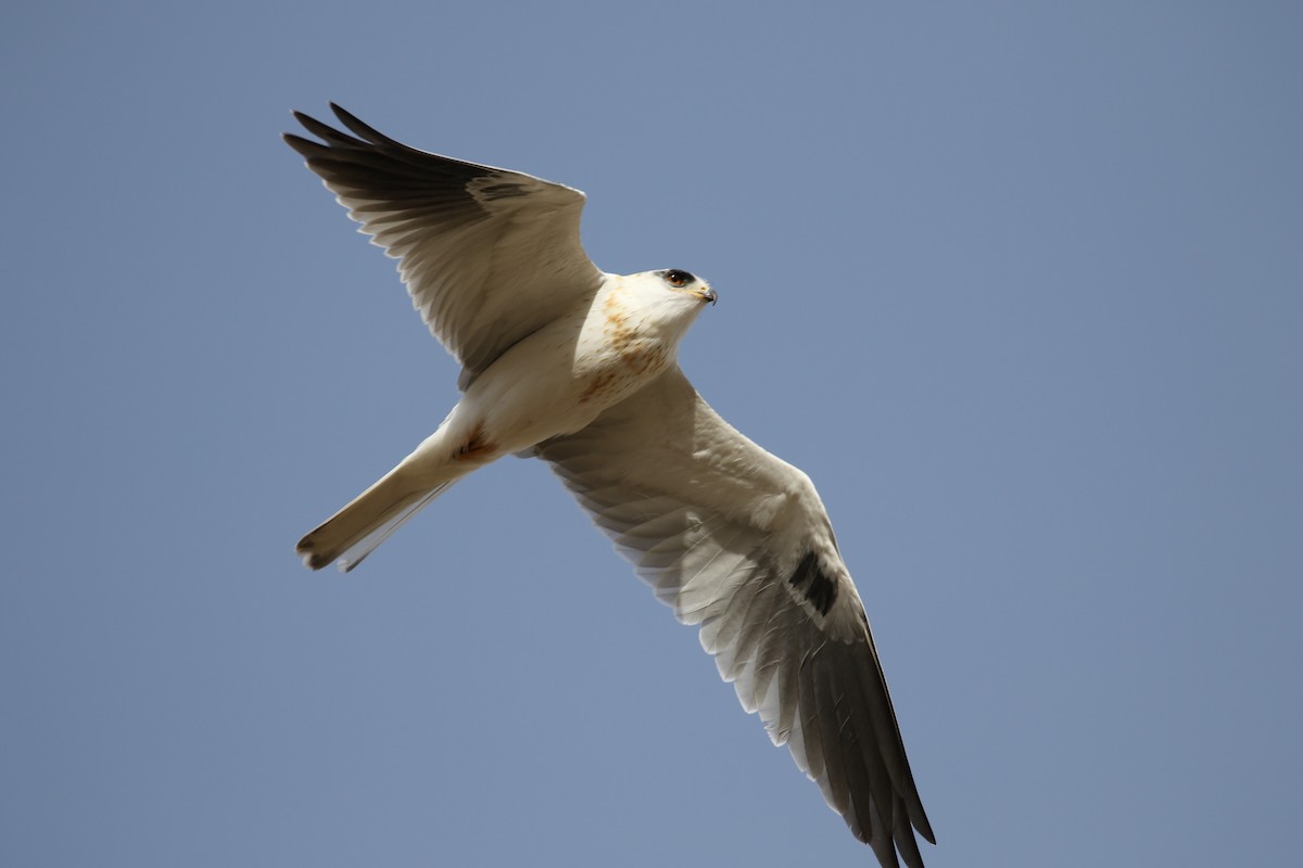 White-tailed Kite - ML127907091