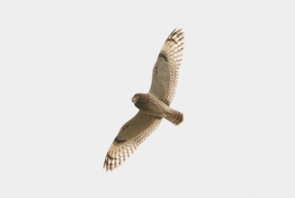 Short-eared Owl - Michael Brown