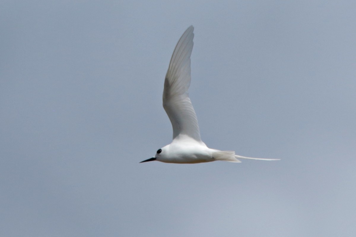 White Tern (Little) - ML127910891