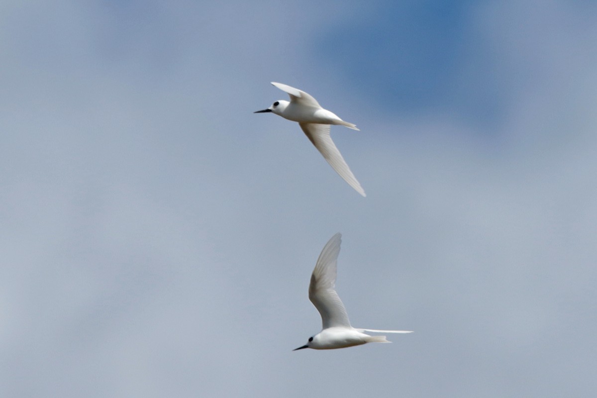 White Tern (Little) - ML127910951