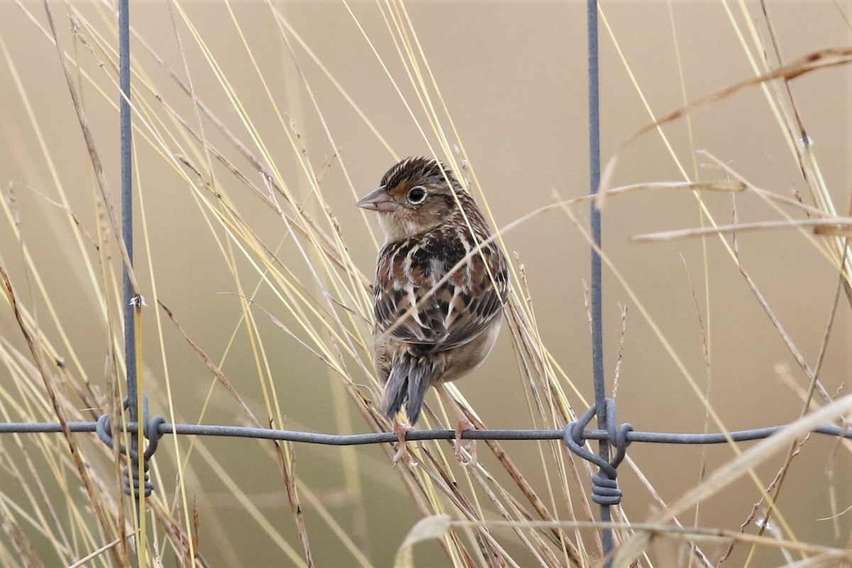 Grasshopper Sparrow - ML127911091