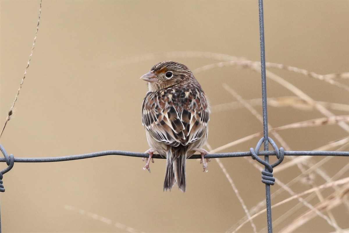 Grasshopper Sparrow - Bob Friedrichs