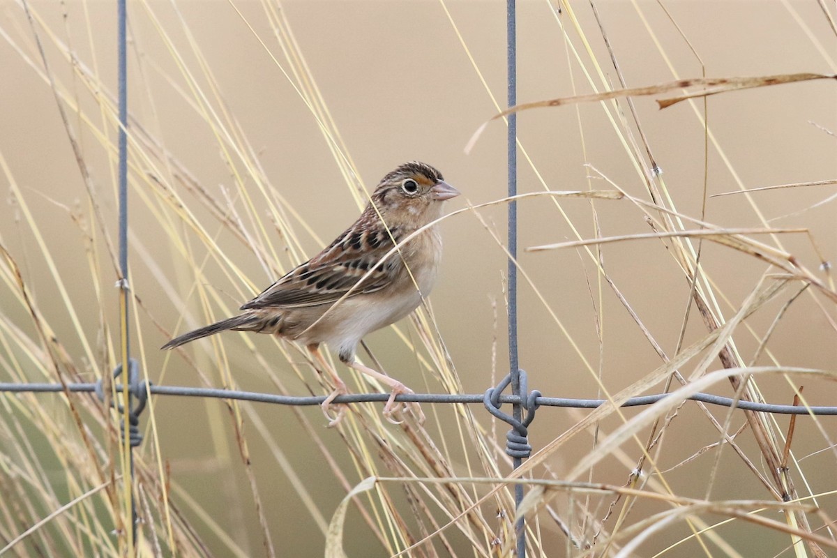 Grasshopper Sparrow - ML127911111