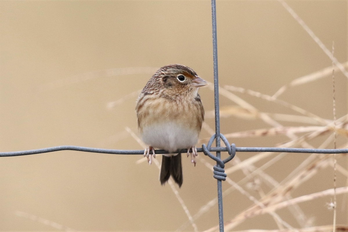 Grasshopper Sparrow - Bob Friedrichs