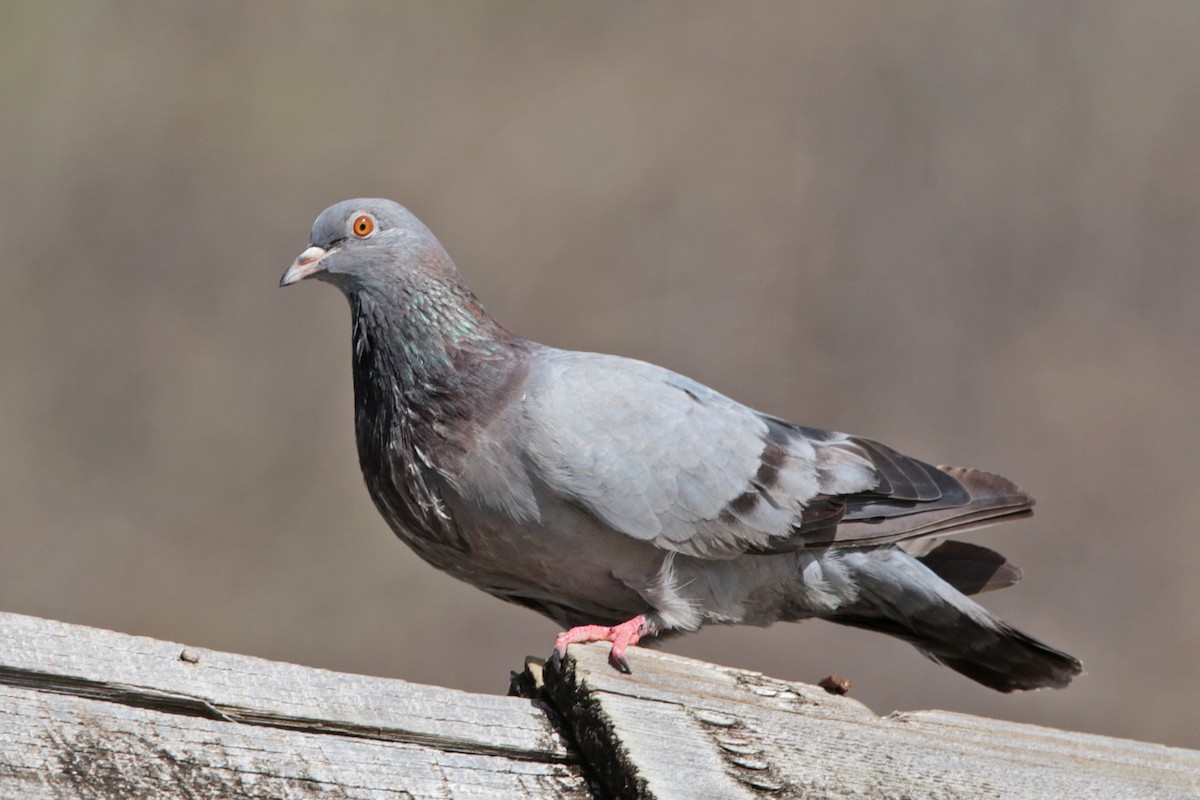Rock Pigeon (Feral Pigeon) - ML127911901