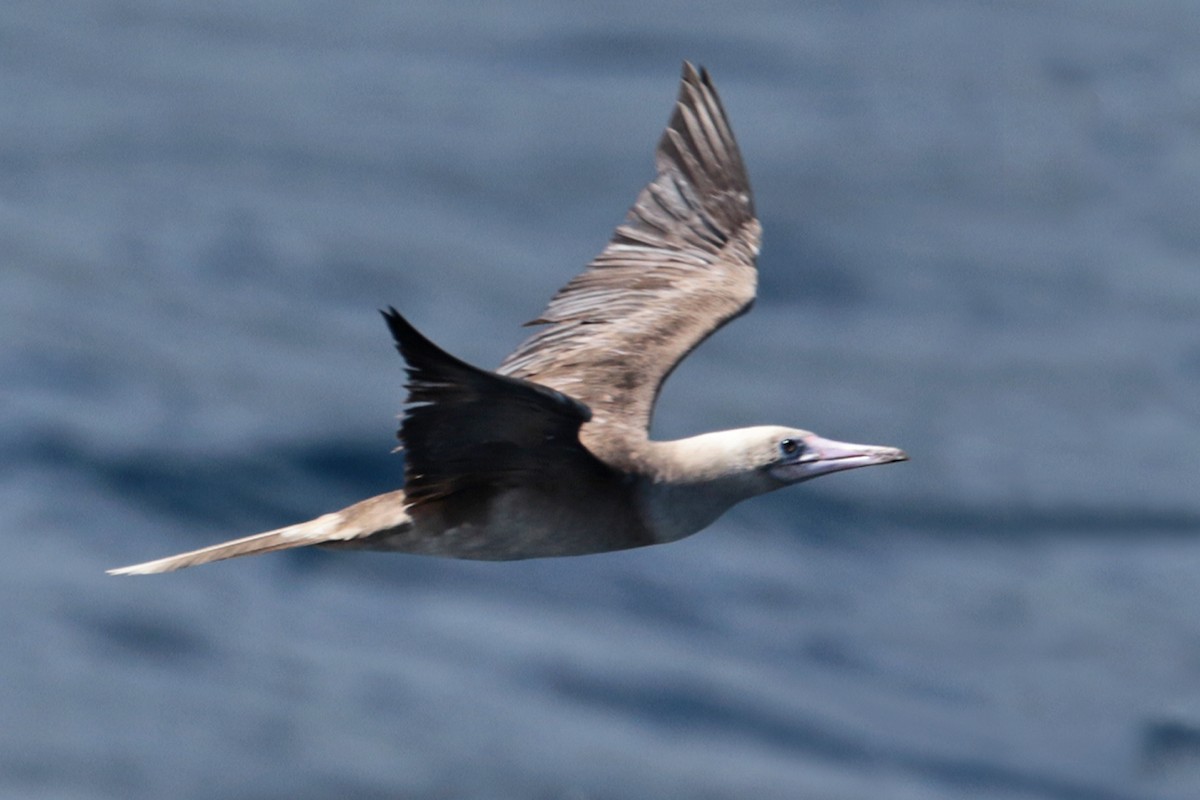 Red-footed Booby - ML127915471
