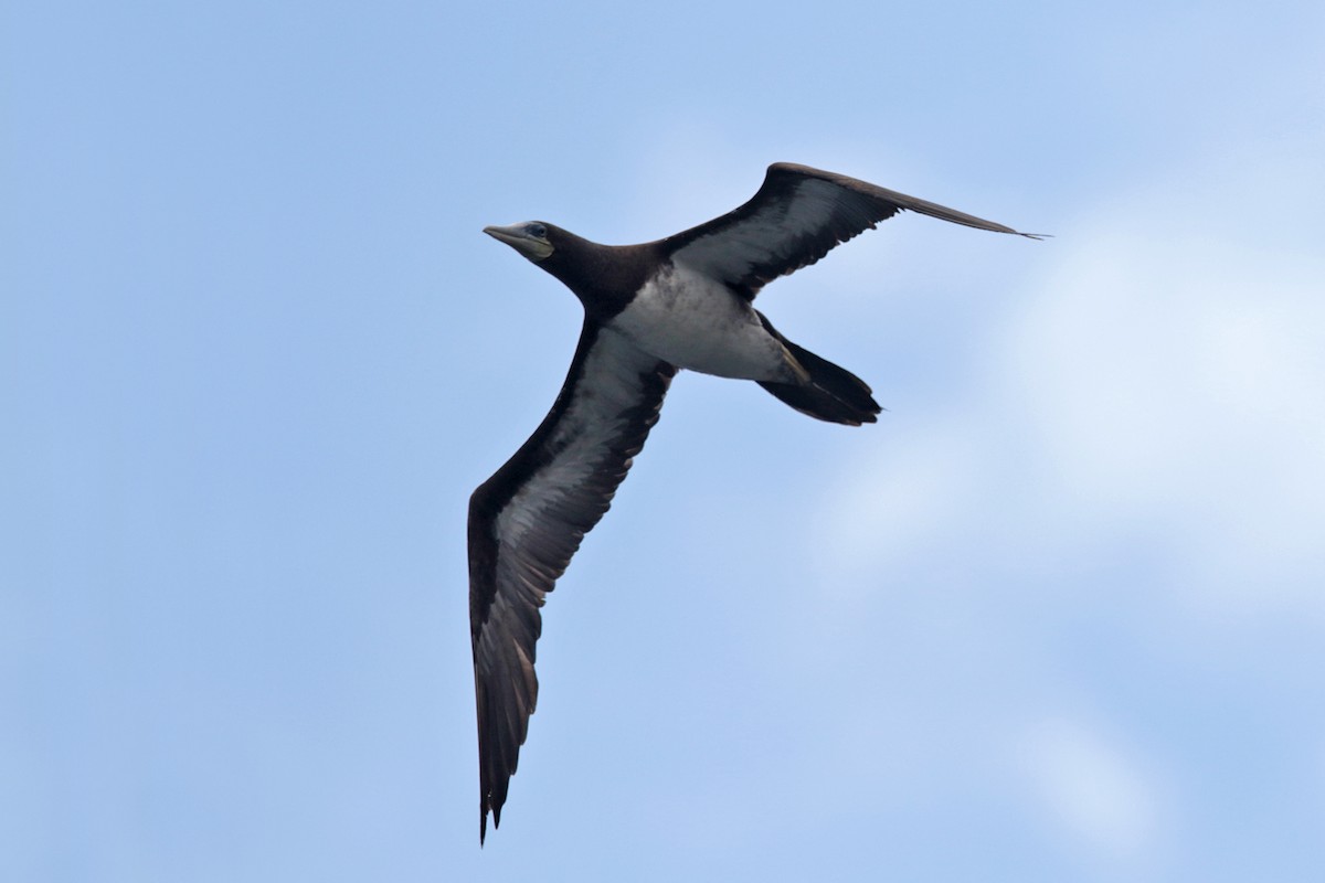 Brown Booby - ML127917251