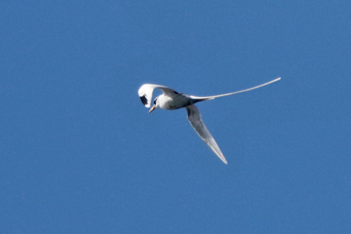 White-tailed Tropicbird - ML127918151