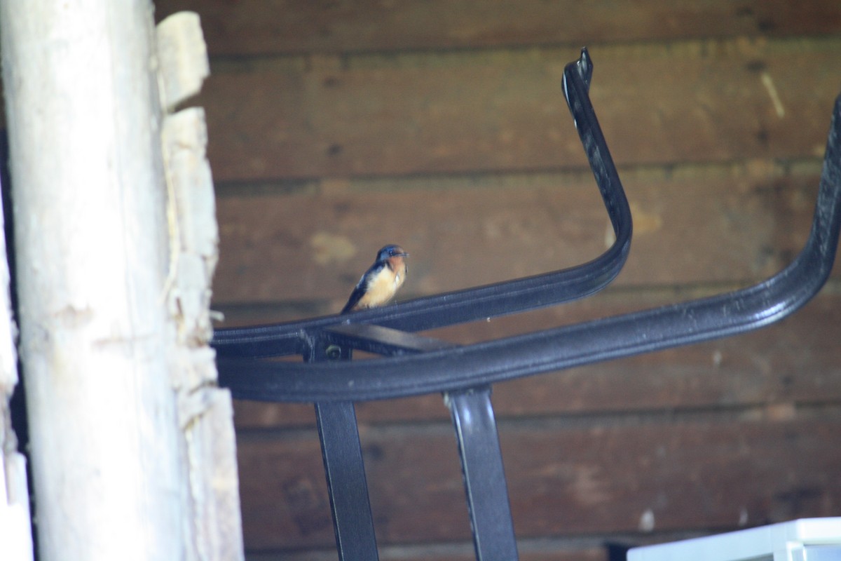 Barn Swallow (American) - ML127918581