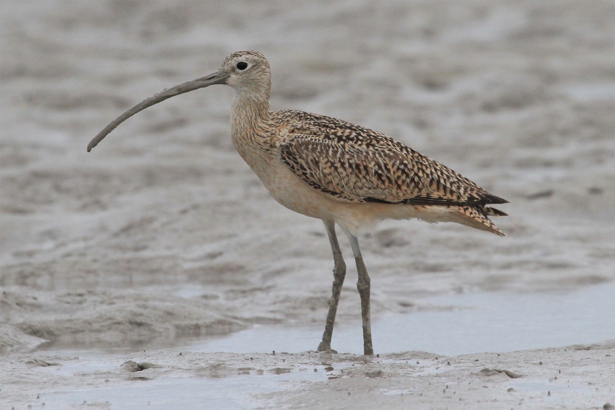 Long-billed Curlew - ML127920311