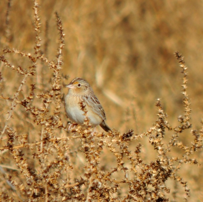 Grasshopper Sparrow - Brian Nicholas