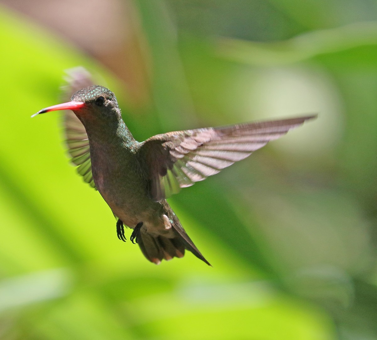 Gilded Hummingbird - Charlotte Byers