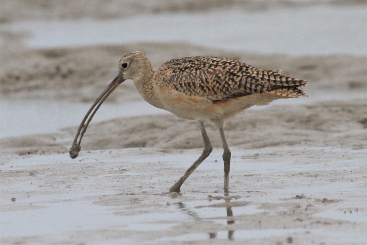 Long-billed Curlew - ML127922681
