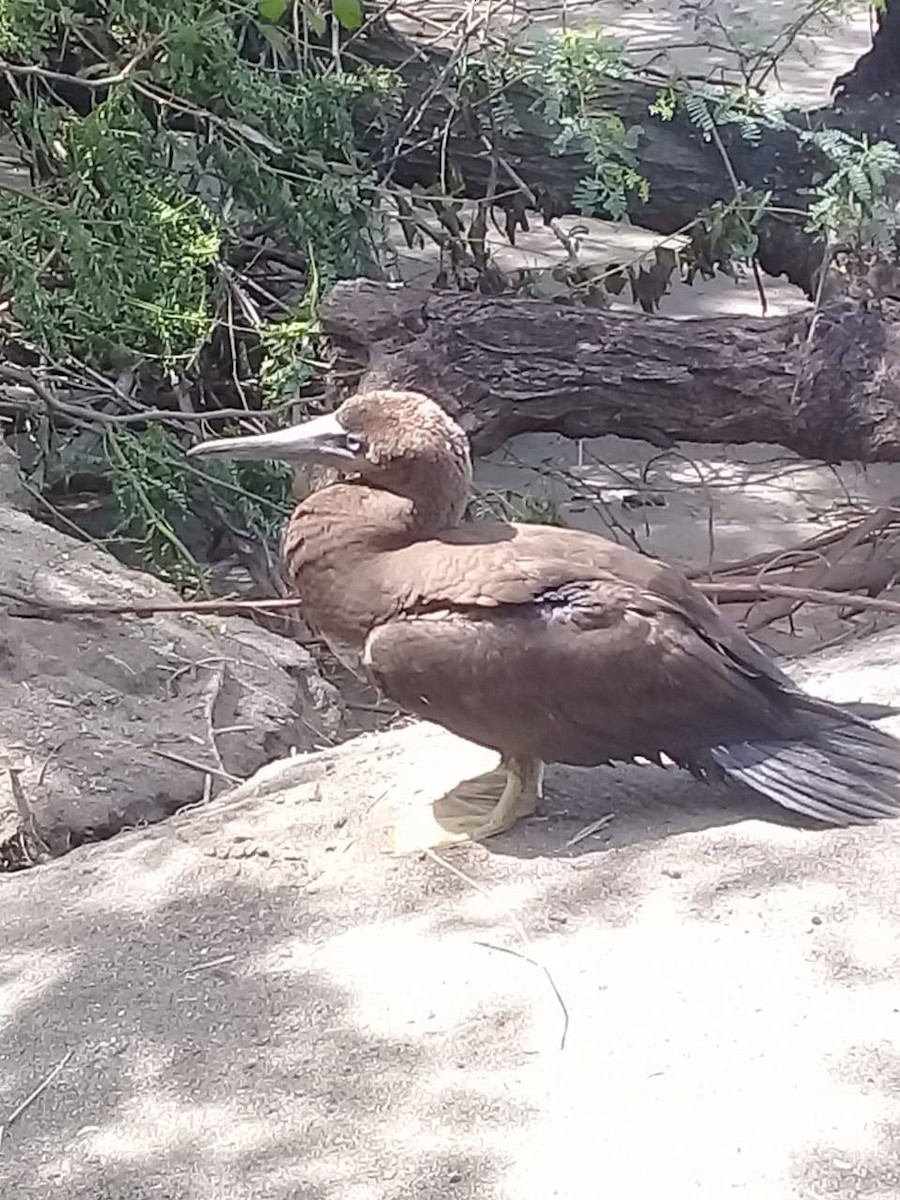 Brown Booby - ML127922891