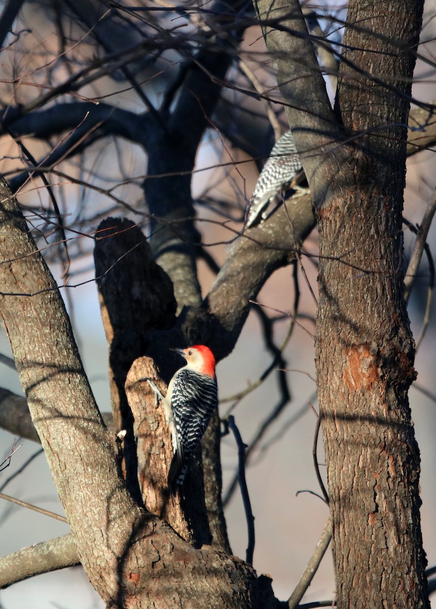 Red-bellied Woodpecker - Dennis Danner