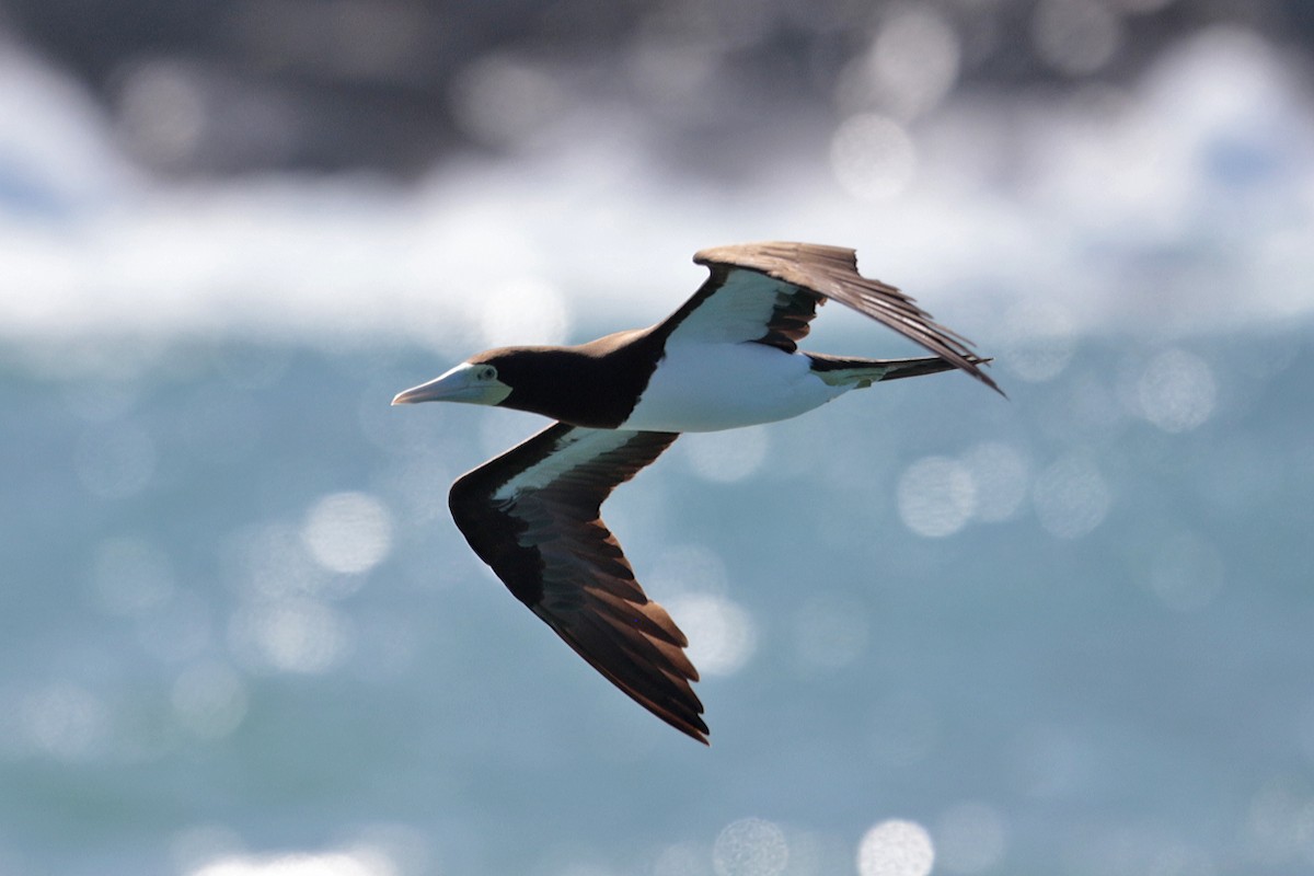 Brown Booby - ML127923781