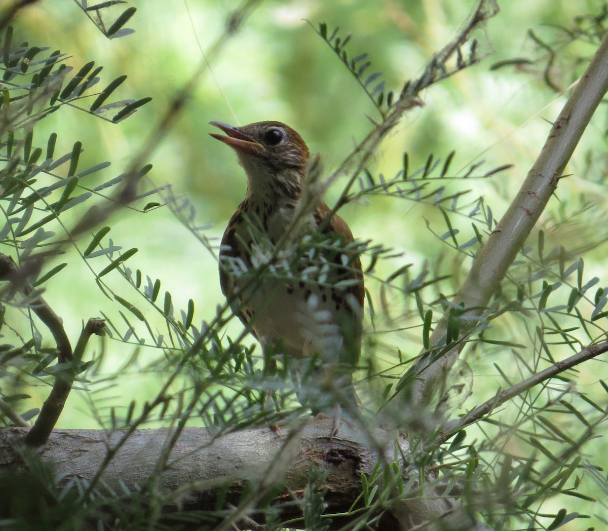 Wood Thrush - Brittany O'Connor