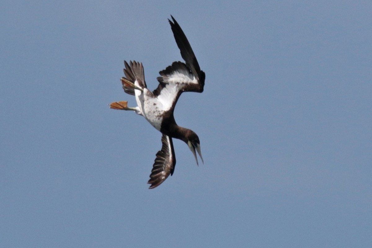 Brown Booby - ML127923941