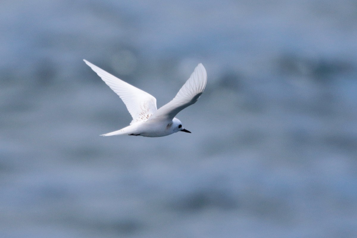 White Tern (Little) - ML127924061