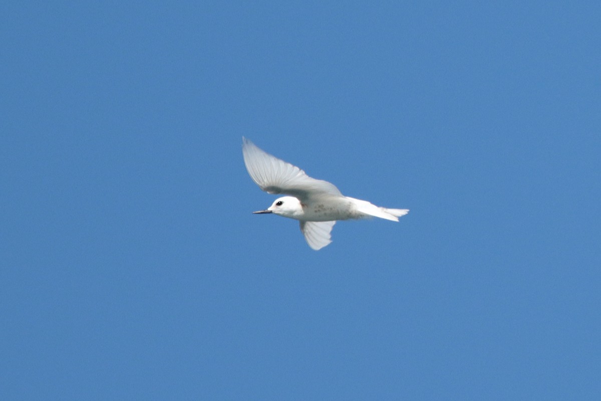 White Tern (Little) - Margaret Sloan